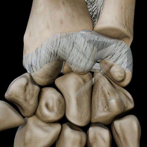 Wrist Joint